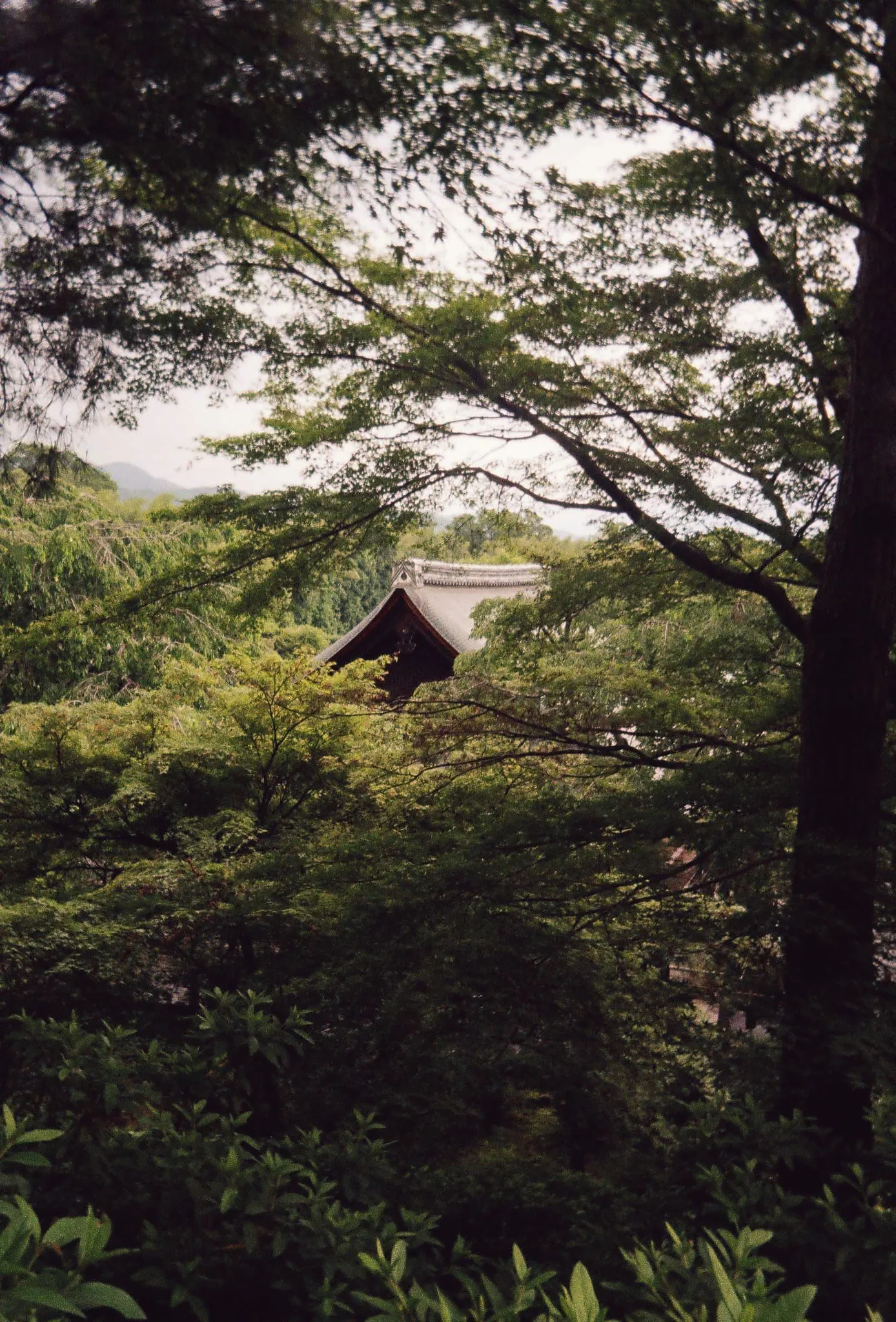 Japan on Film 2025 — photo 18